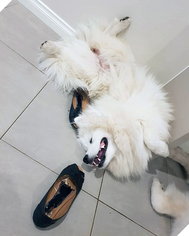 
Phá hoại xong mà quên phi tang vật chứng, lăn ra ngủ thế này đây...