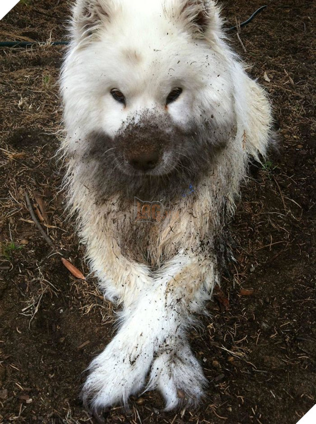 
Đã lông trắng mà còn thích chơi bẩn!