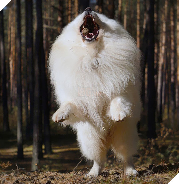 
Thấy đồ ăn là tươm tướp ngay!