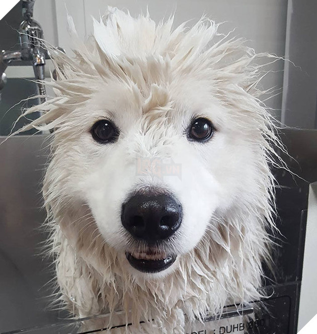 
Dù bình thường đẹp đẽ thế nào, mỗi khi tắm cũng như một con chó ngáo ngơ.