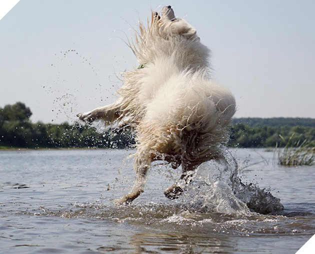 
Đây là lý do tại sao Samoyed lại luôn về nhà trong trạng thái lông lá dính đầy bùn đất.