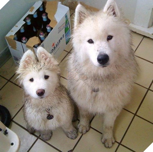 Nếu bạn nuôi cả 2 con Samoyed thì bạn sẽ thường mất cả ngày để tắm rửa cho bọn nó.