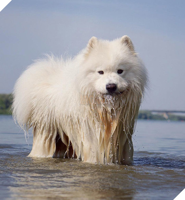 
Về nhà sen chửi chết nha!!!