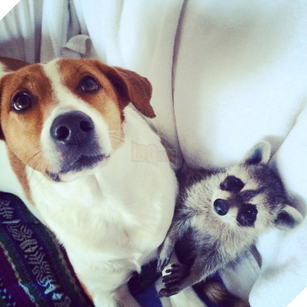 (Ảnh: Pumpkintheraccoon)