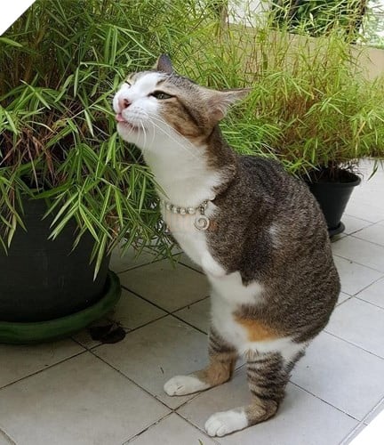 
Able có nghị lực sống của rất mạnh mẽ và luôn tận hưởng cuộc sống theo cách của mình.