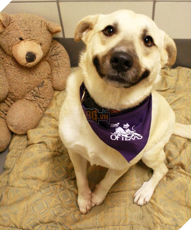 (Ảnh: Facebook/SPCA of Texas)