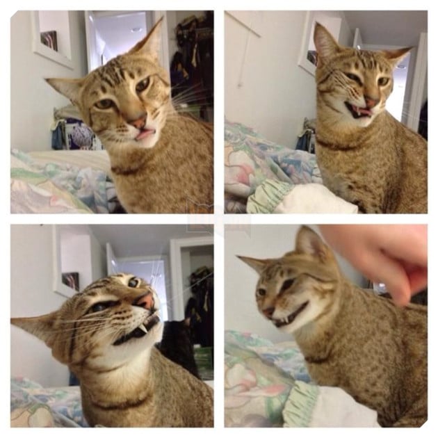 (Ảnh: Reddit/mathough)