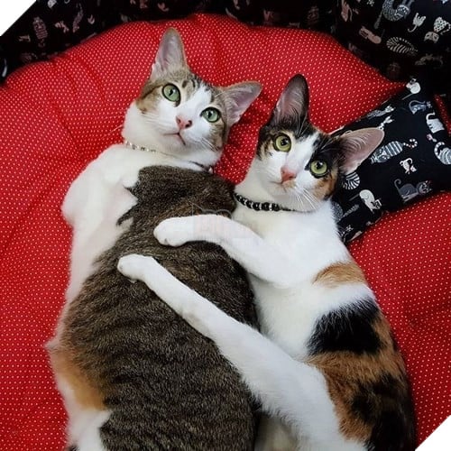 
Chú ta đang rất hạnh phúc cùng người bạn đời FinFin.