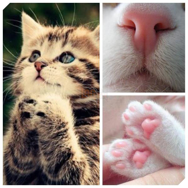 cute cute