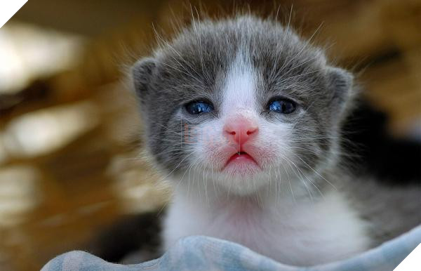 cuteness cuteness
