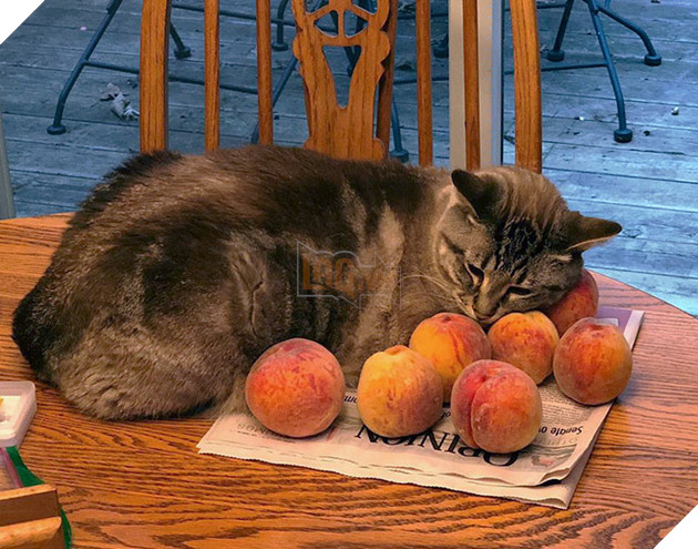 Meo nha nguoi ta thich ca thich chim, con chu meo nay lai me man… nhung qua dao This Adorable Cat Loves Peaches And People On The Internet Are Losing Their Minds