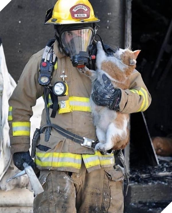 cat2 cat2