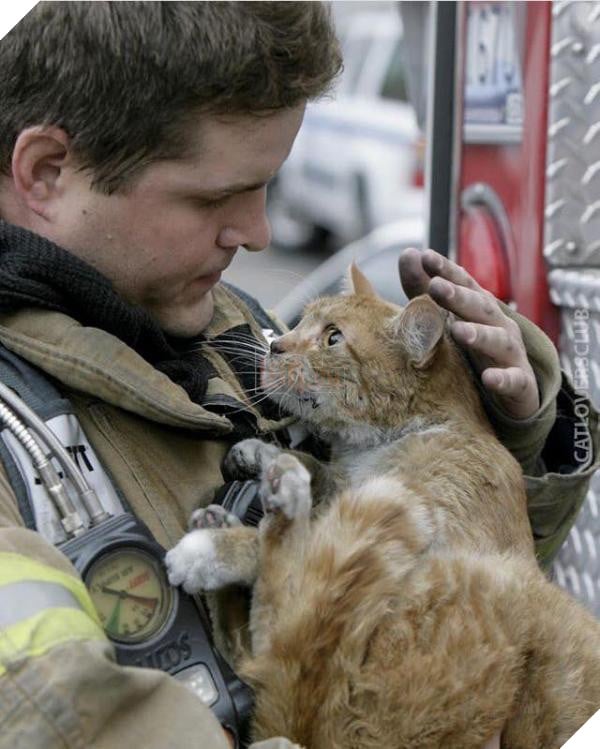 cat3 cat3