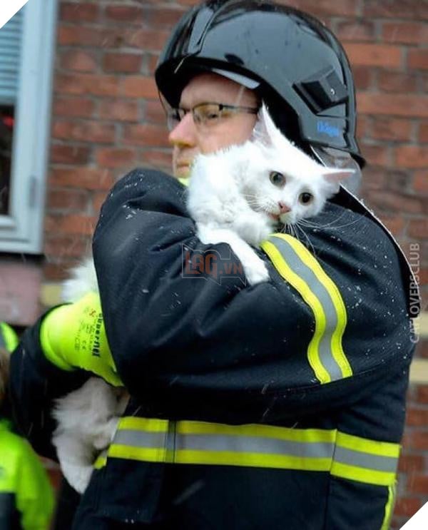 cat cat