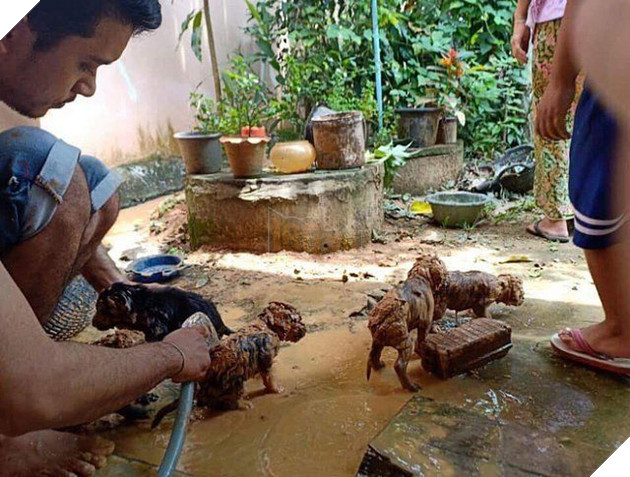 Cả đàn chó được đem về tắm sạch bùn.
Cả đàn chó được đem về tắm sạch bùn.