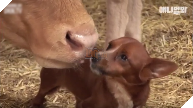 Cảm động tình mẫu tử giữa cô bò và chú cún nhỏ: Chó con nước mắt lưng tròng khi mẹ bò bị bán Cảm động tình mẫu tử giữa cô bò và chú cún nhỏ: Chó con nước mắt lưng tròng khi mẹ bò bị bán