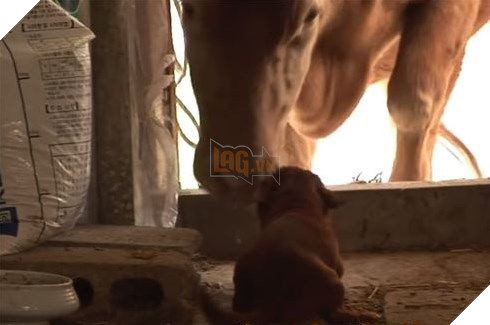 Rookie hạnh phúc khi thấy bò mẹ trở về nhà.
Rookie hạnh phúc khi thấy bò mẹ trở về nhà.