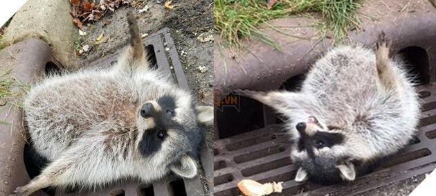 Mập ú quá đà, chú gấu mèo bị mắc kẹt trong nắp cống và phải đợi cảnh sát tới giúp đỡ