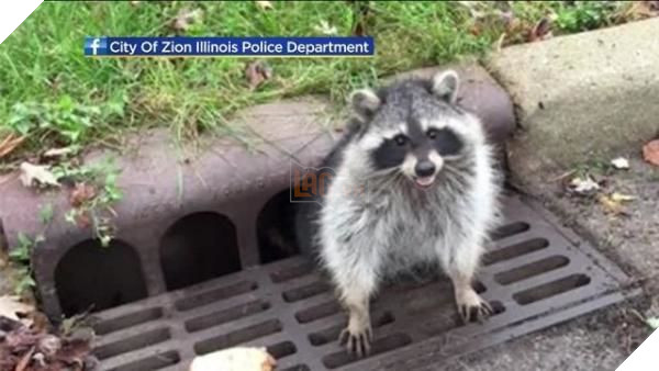 
Người dân tại thành phố Zion đã gọi cho cảnh sát để đưa anh chàng mập mạp này ra khỏi nắp cống