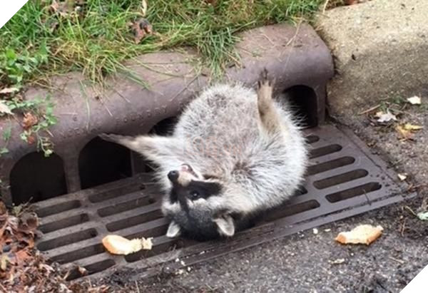 
Nhiều người không biết nên "thả sad hay haha" khi chứng kiến tình huống dở khóc dở cười này của chú gấu mèo.