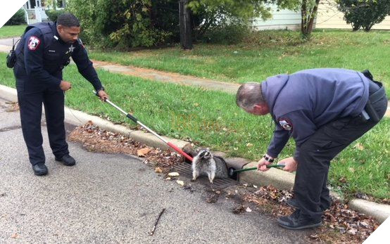 
"... Bây giờ có tận 2 người mà cũng không nổi hả? Đồ hooman vô dụng!"