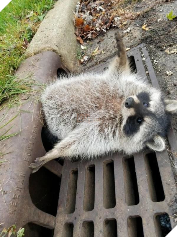 
Tình huống trớ trêu của chú gấu mèo có thể sẽ khiến chúng ta suy nghĩ về việc chăm sóc sức khỏe cho chính bản thân mình, đặc biệt là giảm cân đây.