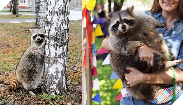 Chú gấu mèo mập ú ở Nga bất ngờ trở thành 'ngôi sao' trên Instagram