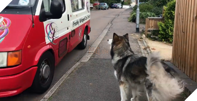 Góc đáng yêu: Mê ăn kem, chú chó Alaska quyết tâm chờ xe kem đến để mua mỗi ngày - ảnh 2