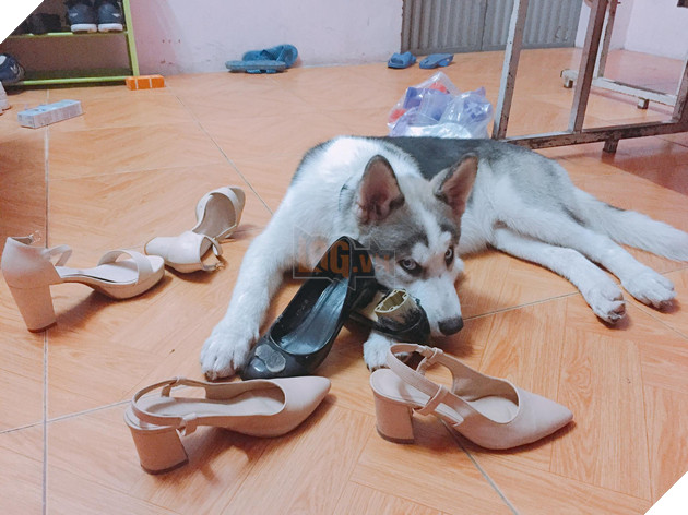 Cơn ác mộng mang tên nuôi boss ngáo: Hứng lên là phá tan tành nhà cửa không cần biết đúng sai - Ảnh 5.