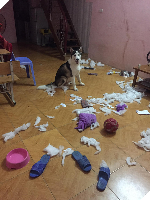 Cơn ác mộng mang tên nuôi boss ngáo: Hứng lên là phá tan tành nhà cửa không cần biết đúng sai - Ảnh 2.