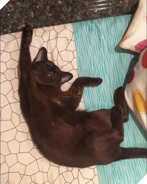 44550228 331996404272759 5162870832359276544 n