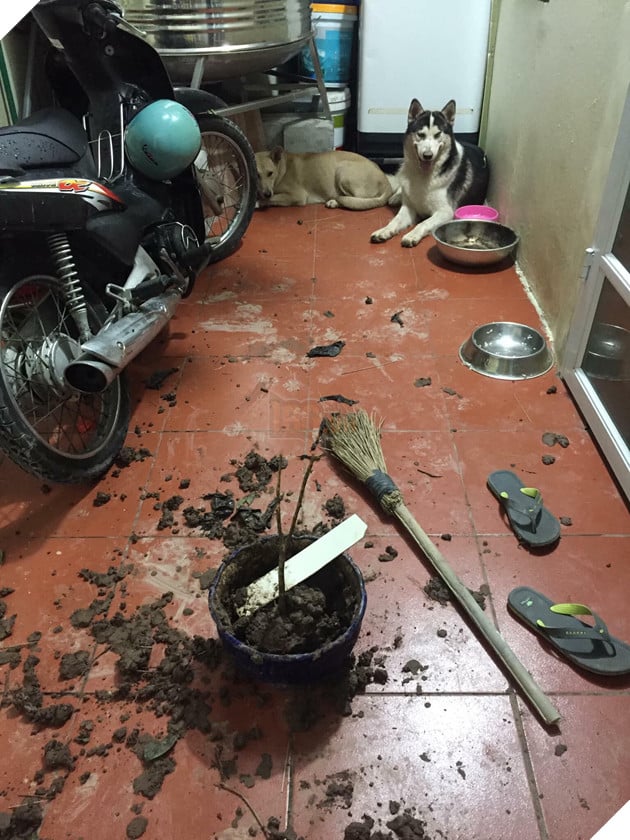 Cơn ác mộng mang tên nuôi boss ngáo: Hứng lên là phá tan tành nhà cửa không cần biết đúng sai - Ảnh 1.