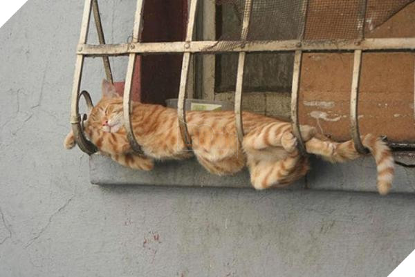 cats sleeping