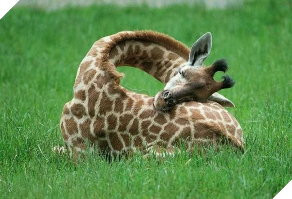 giraffe sleeping