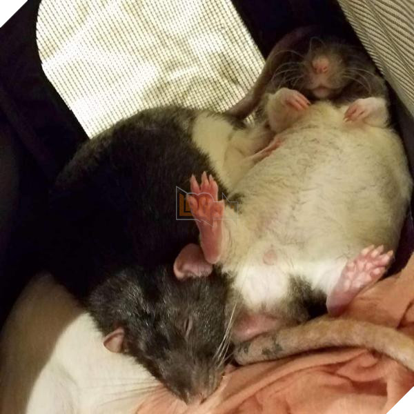 heres another rat nap for you