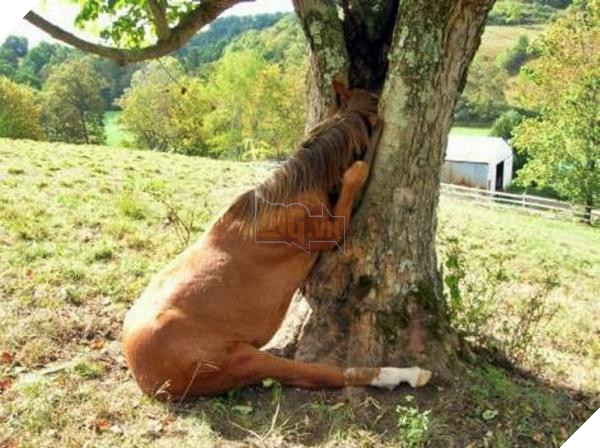 horse sleeping