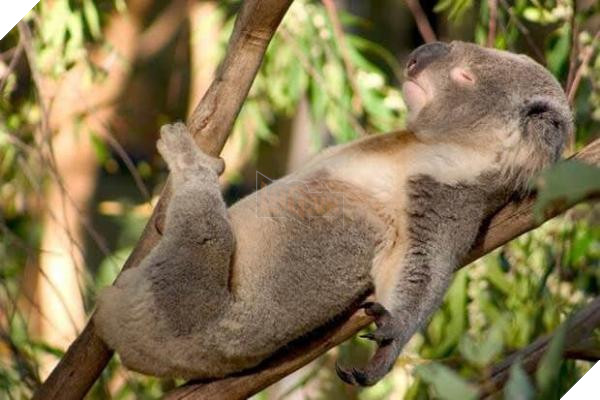 koala relaxing