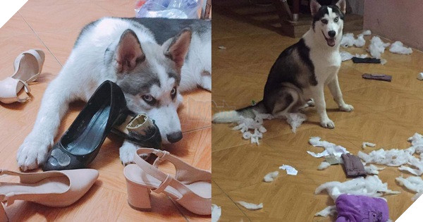 Cơn ác mộng mang tên nuôi boss ngáo: Hứng lên là phá tan tành nhà cửa không cần biết đúng sai