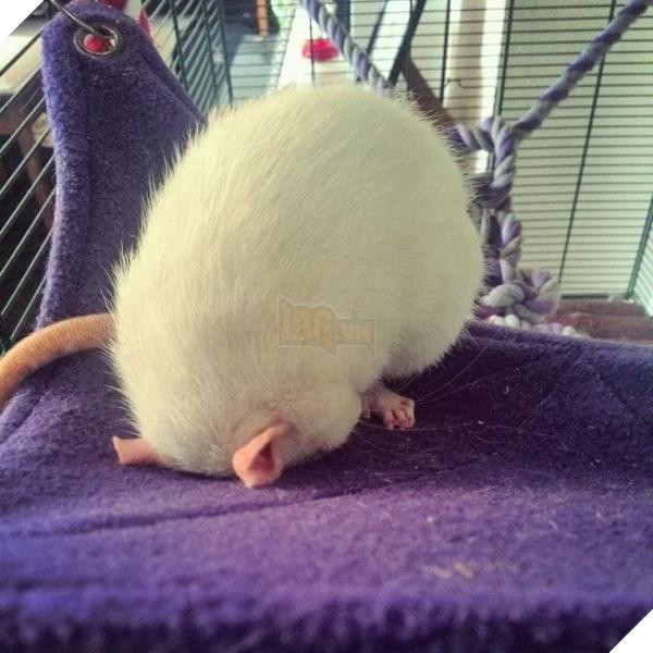 rat sleep