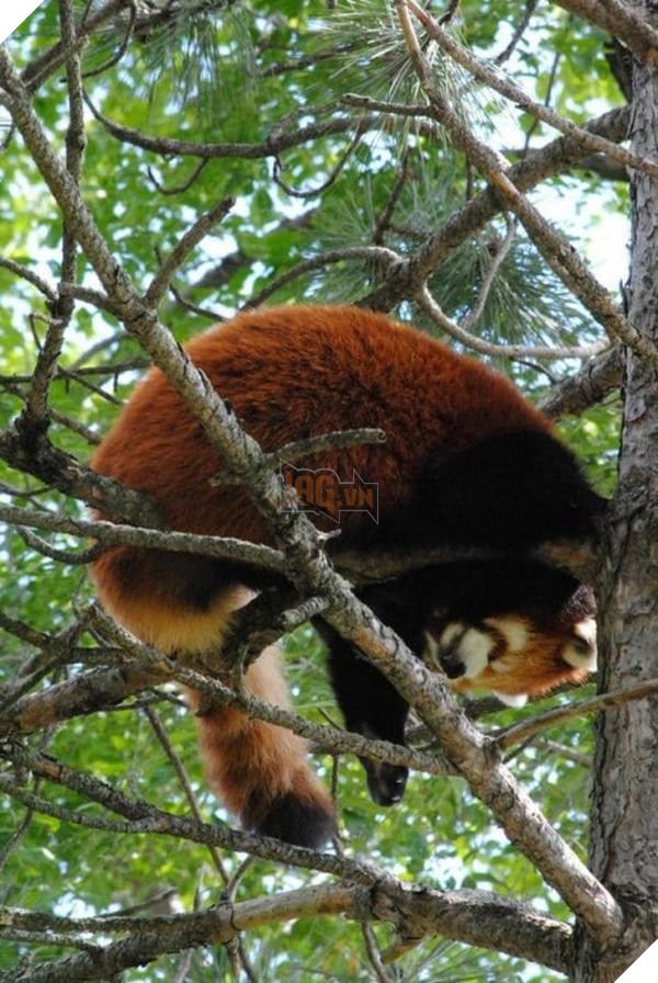 red panda