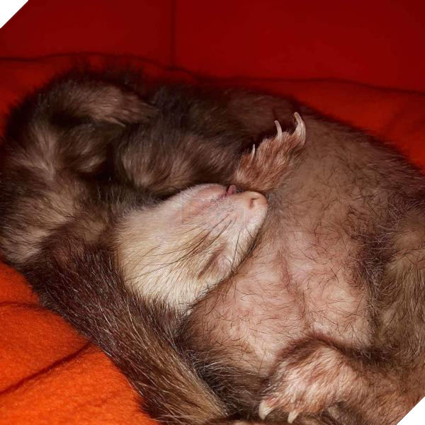 sleeping ferret
