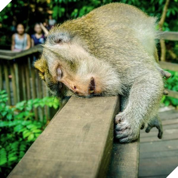 sleeping monkey
