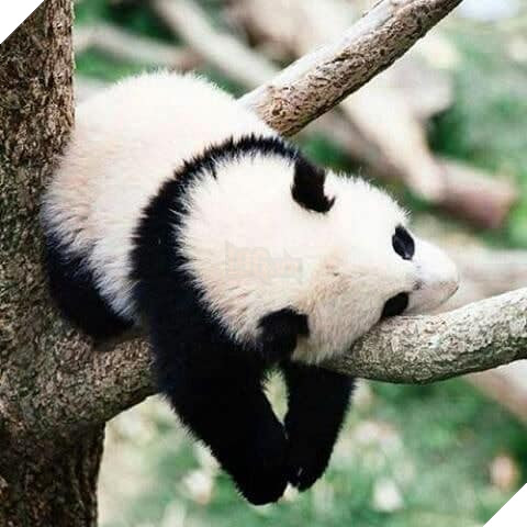 sleeping panda