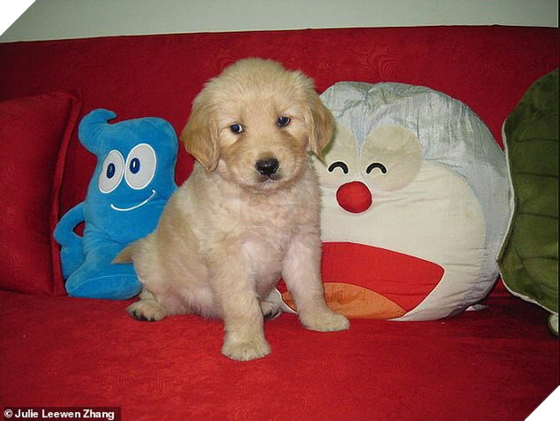 Trung Quốc: Cô gái trẻ ôm chó gào khóc thảm thiết vì vừa đưa từ Mỹ về đã bị hàng xóm đánh bả chết - Ảnh 4.