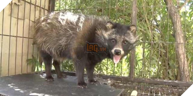 Thanh niên mua chó con về nuôi trông nhà, nuôi mãi không thấy lớn mới biết là nuôi nhầm con chuột - Ảnh 2.