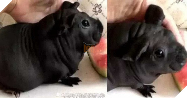 Thanh niên mua chó con về nuôi trông nhà, nuôi mãi không thấy lớn mới biết là nuôi nhầm con chuột