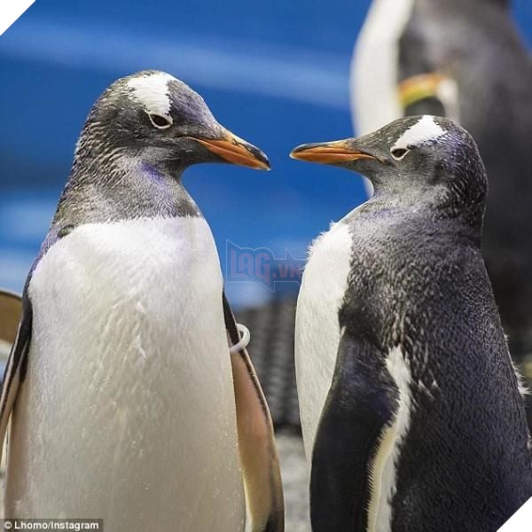 
Magic và Sphen đang là cặp đôi động vật đồng tính thu hút nhiều sự quan tâm của thế giới.