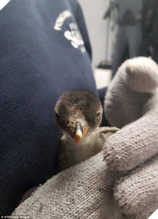 
Sau quá trình chăm sóc chu đáo của 2 ông bố, chú chim non đã nở ra khỏe mạnh.