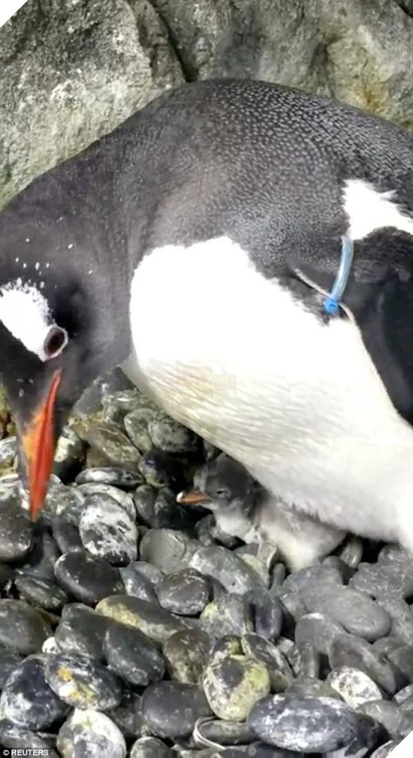 
Chúng thay phiên nhau chăm sóc con nhỏ và trở thành một gia đình rất hạnh phúc.