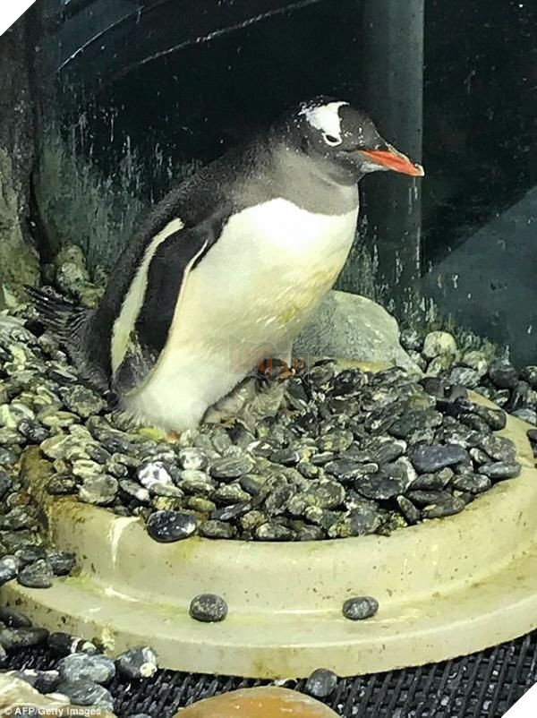 
Chú chim non luôn nép vào lông của bố.